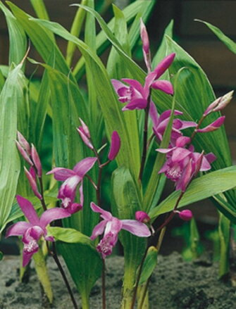 Bletilla striata - japonská vodná orchidea D