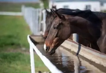 voda pre kone