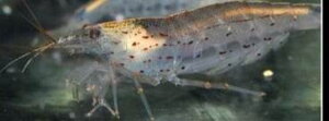 caridina japonica