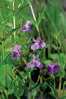 Mimulus ringens - Money musk - Čarodejka B