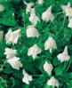 Mazus reptans white - Creeping Mazus B