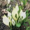 Lysichiton camtschatcensis - Skunk cabbage white -Tulcovka kamčatská G