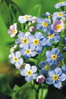  Myosotis palustris -Nezábudka močiarna A