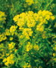  Euphorbia palustris - Bog spurge - Mliečnik močiarny B