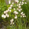 Eriophorum angustifolium - Cottongrass  - Páperník úzkolistý A