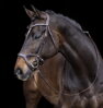 Bridle -Anatomic Sports- hnedá