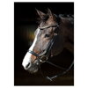 Bridle Rosegold anatomic