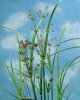 Cyperus longus - Galingale B