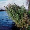 Phragmites australis - Reed B