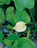Calla palustris – áron močiarny B