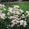 Cardamine pratensis - dámsky plášť B