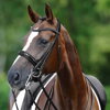 Passier Hubertus Schmidt Double Bridle