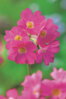 Primula rosea - Primrose B