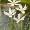 Zephranthes candida - Zephyr Lilly - Dažďová ľalia D