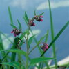 Symphytum officinale - Blackwort - Kostihoj lekársky B