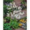 Primula japonica Alba -Prvosienka japonská B