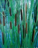 Orobinec sítinovitý-Typha laxmannii B
