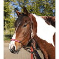 Lanová ohlávka žlto hnedá -Arizona- PONY