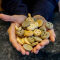 Koláčiky pre kone Unika Cookies 1kg