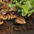 HABISTAT JUNGLE BIO SUBSTRÁT 10 LITROV.