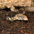 HABISTAT JUNGLE BIO SUBSTRÁT 10 LITROV.