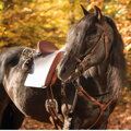 MARJOMAN RELVAS LUSITANIA SADDLE