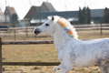 Dúhová krieda Lucky Horse Unicorn 6ks