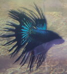 Betta Splendens- Siamská bojovná ryba