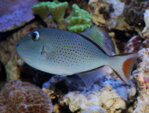 Xanthichthys lineopunctatus