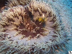 Heteractis Aurora