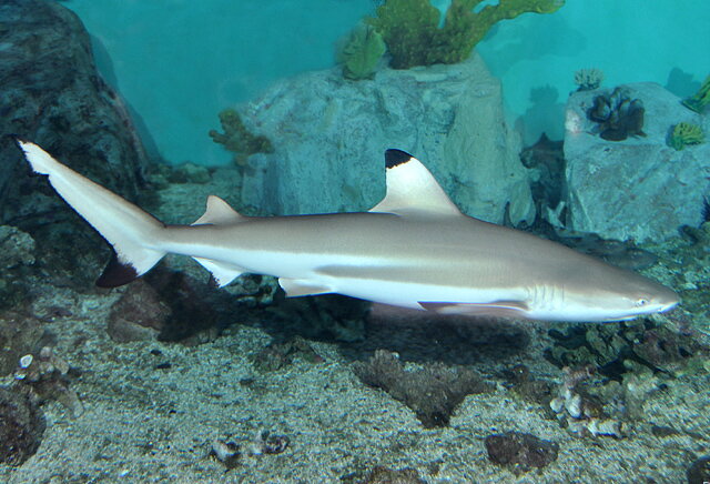 Žralok čiernohrotý (Carcharhinus melanopterus)