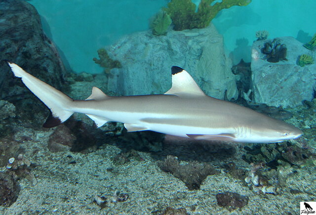 Žralok čiernohrotý (Carcharhinus melanopterus) Žralok čiernohrotý (Carcharhinus melanopterus)