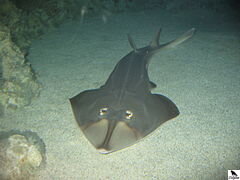 Rhinobatus Armatus