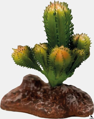 REPTO PLANT CACTUS.