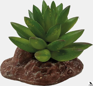 REPTO PLANT ALOES.