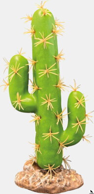 REPTO PLANT CACTUS SAN PEDRO.
