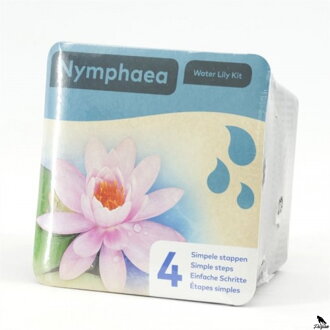 Nymphea dry blister Rose  H
