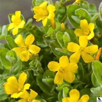 Hypericum elodes - St.Johns wort B
