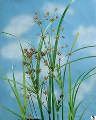 Cyperus longus - Galingale B