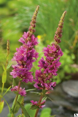 Lythrum salicaria - fialový lykožrút B