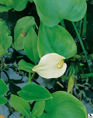 Calla palustris – áron močiarny B