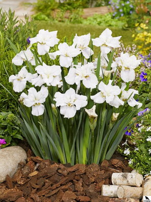 Iris Sibirica Not Quite White  B