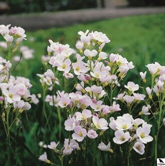 Cardamine pratensis - dámsky plášť B