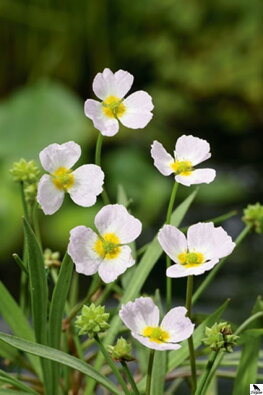 Baldellia ranunculoides – skorocel vodný C