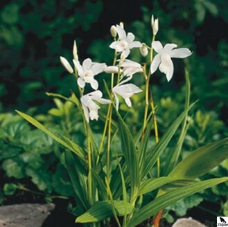 Bletilla striata Alba - japonská vodná orchidea E