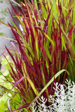 Imperata Red Baron B