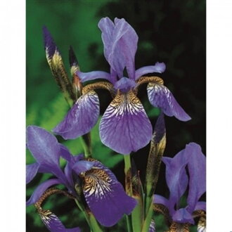 Iris siberica - Blue Siberian Iris B