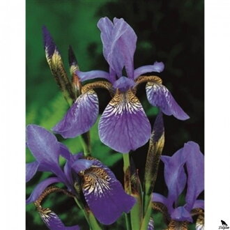 Iris siberica - Blue Siberian Iris B