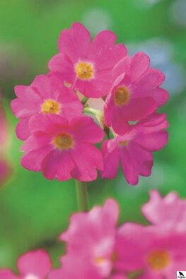 Primula rosea - Primrose B