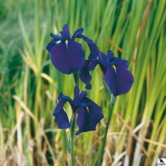 Iris kaempferi - Water iris B
